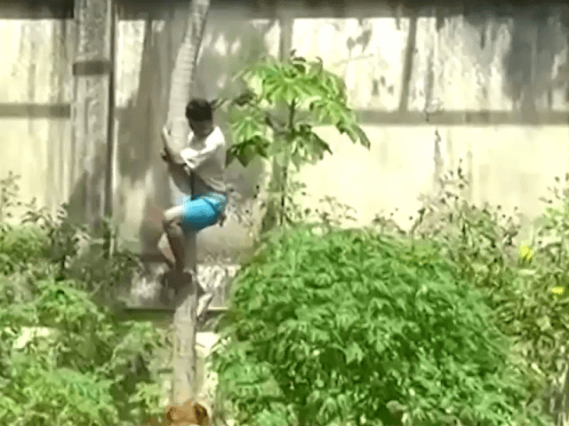 Jovem de 19 anos morre após invadir jaula de leoa em zoológico no Brasil