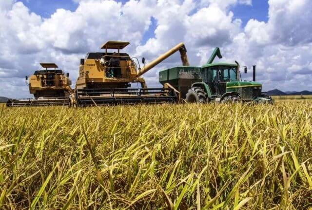 Moçambique projecta autossuficiência na produção de arroz em quatro anos