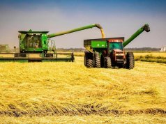 Semente de arroz impulsiona produção no Baixo Limpopo para 2025-2026