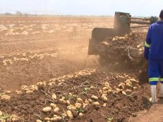 Marara intensifica processamento agrícola para combater escassez alimentar