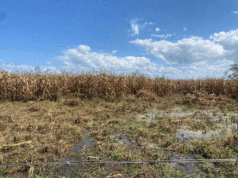Crise agrícola em Mandimba destrói mais de 117 mil hectares