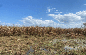 Crise agrícola em Mandimba destrói mais de 117 mil hectares